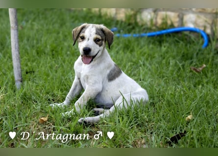 D'Artagnan, Bizou und Biala suchen ein Zuhause