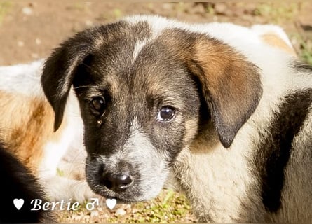 Update: Brenda, Bill, Bob und Bertie suchen ab Anfang Januar ein Zuhause