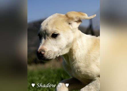 Scotty und seine Geschwister suchen ein Zuhause