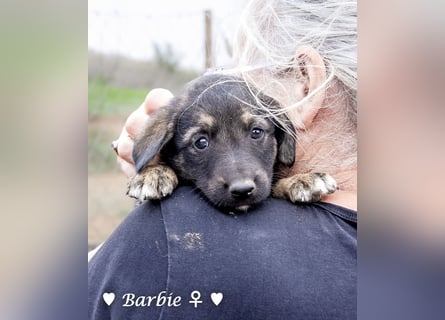 Barbie, Betty, Becky und Brenda suchen ab Mitte Januar ein Zuhause Barbie, Betty, Becky und Brenda suchen ab Mitte Januar ein Zuhause