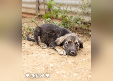 Bill, Bob und Bertie suchen ab Mitte Januar ein Zuhause Bill, Bob und Bertie suchen ab Mitte Januar ein Zuhause