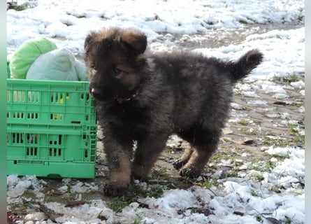 Deutsche Schäferhund Welpen Langstockhaar m.P. gerader Rücken