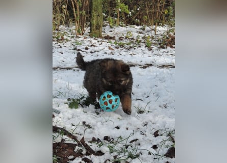 Deutsche Schäferhund Welpen Langstockhaar m.P. gerader Rücken