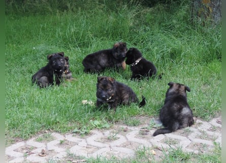 Deutsche Schäferhunde Langstockhaar m.P. gerader Rücken