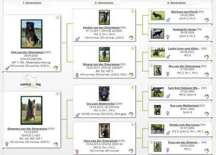 Deutsche Schäferhund Welpen Langstockhaar m.P. gerader Rücken