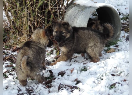Deutsche Schäferhund Welpen Langstockhaar m.P. gerader Rücken