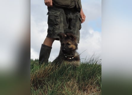 Deutsche Schäferhunde Langstockhaar m.P. gerader Rücken