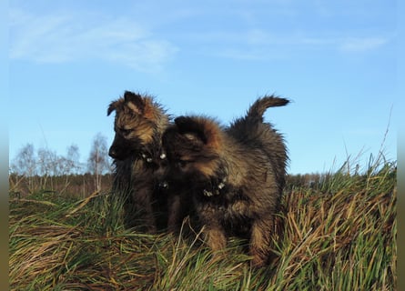 Deutsche Schäferhund Welpen Langstockhaar m.P. gerader Rücken