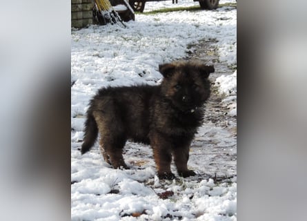 Deutsche Schäferhund Welpen Langstockhaar m.P. gerader Rücken