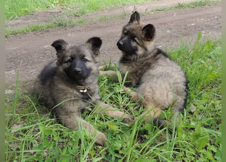 Deutsche Schäferhunde Langstockhaar m.P. gerader Rücken