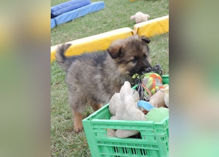 Deutsche Schäferhund Welpen Langstockhaar m.P. gerader Rücken