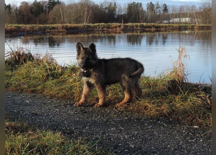 Deutsche Schäferhund Welpen Langstockhaar m.P. gerader Rücken
