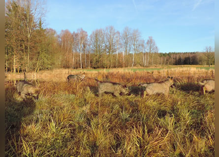 Deutsche Schäferhund Welpen Langstockhaar m.P. gerader Rücken
