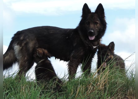 Deutsche Schäferhunde Langstockhaar m.P. gerader Rücken