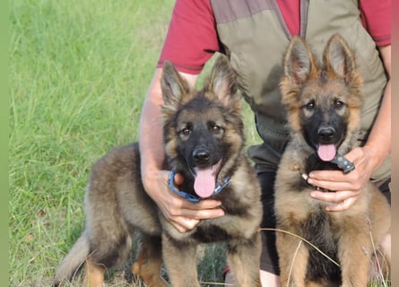 Deutsche Schäferhunde Langstockhaar m.P. gerader Rücken