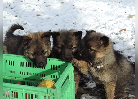Deutsche Schäferhund Welpen Langstockhaar m.P. gerader Rücken