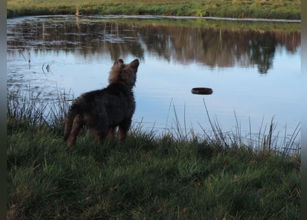 Deutsche Schäferhund Welpen Langstockhaar m.P. gerader Rücken