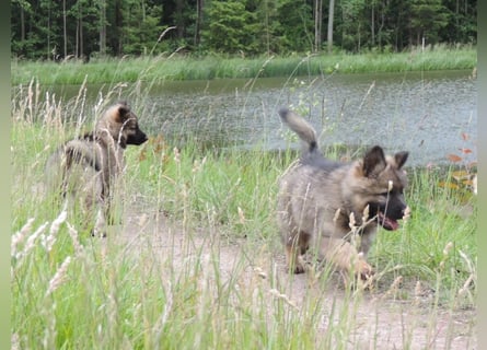 Deutsche Schäferhunde Langstockhaar m.P. gerader Rücken