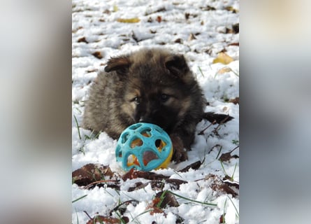 Deutsche Schäferhund Welpen Langstockhaar m.P. gerader Rücken
