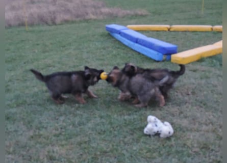 Deutsche Schäferhund Welpen Langstockhaar m.P. gerader Rücken