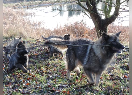 Deutsche Schäferhund Welpen Langstockhaar m.P. gerader Rücken