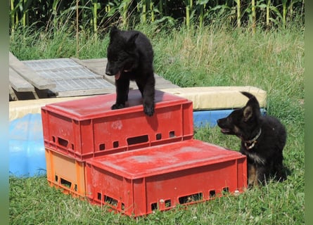 Deutsche Schäferhunde Langstockhaar m.P. gerader Rücken