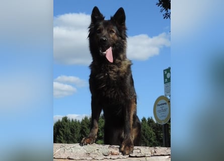 Deutsche Schäferhund Welpen Langstockhaar m.P. gerader Rücken