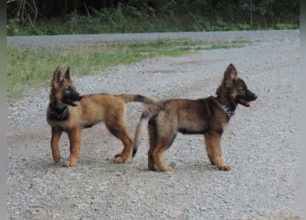 Deutsche Schäferhunde Langstockhaar m.P. gerader Rücken