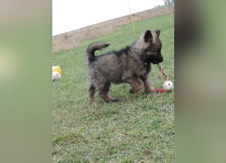Deutsche Schäferhund Welpen Langstockhaar m.P. gerader Rücken