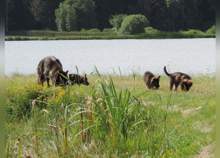 Deutsche Schäferhunde Langstockhaar m.P. gerader Rücken