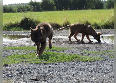 Deutsche Schäferhunde Langstockhaar m.P. gerader Rücken