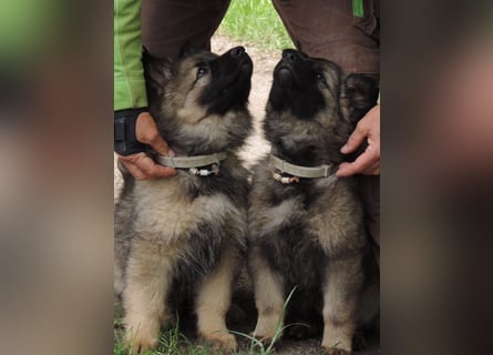 Deutsche Schäferhunde Langstockhaar m.P. gerader Rücken