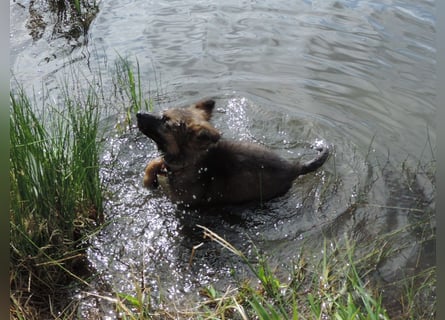 Deutsche Schäferhunde Langstockhaar m.P. gerader Rücken