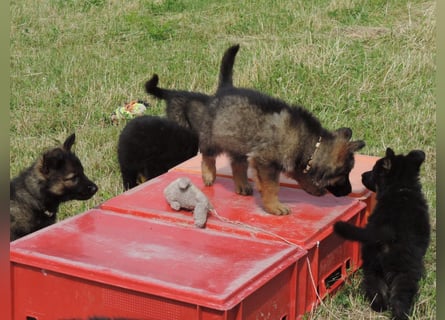 Deutsche Schäferhunde Langstockhaar m.P. gerader Rücken