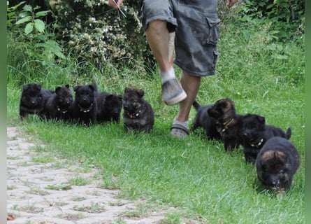 Deutsche Schäferhunde Langstockhaar m.P. gerader Rücken