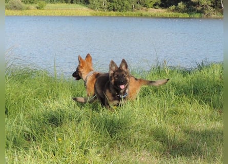 Deutsche Schäferhunde Langstockhaar m.P. gerader Rücken