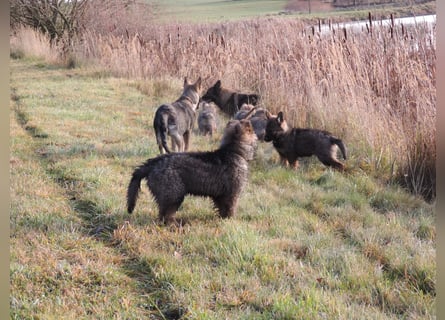 Deutsche Schäferhund Welpen Langstockhaar m.P. gerader Rücken