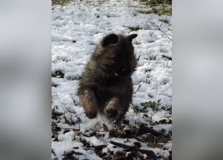 Deutsche Schäferhund Welpen Langstockhaar m.P. gerader Rücken
