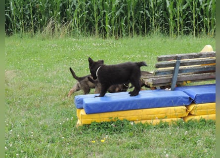 Deutsche Schäferhunde Langstockhaar m.P. gerader Rücken