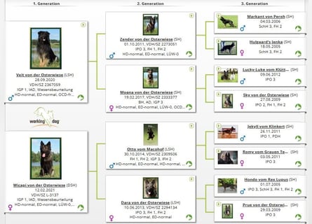 Deutsche Schäferhund Welpen Langstockhaar m.P. gerader Rücken