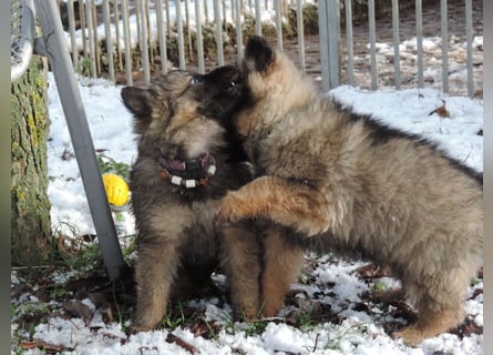 Deutsche Schäferhund Welpen Langstockhaar m.P. gerader Rücken