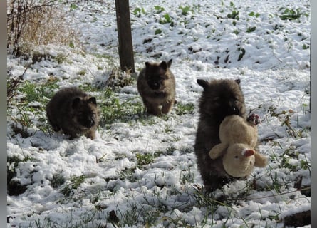 Deutsche Schäferhund Welpen Langstockhaar m.P. gerader Rücken