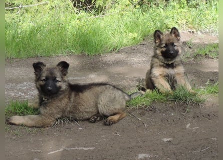 Deutsche Schäferhunde Langstockhaar m.P. gerader Rücken
