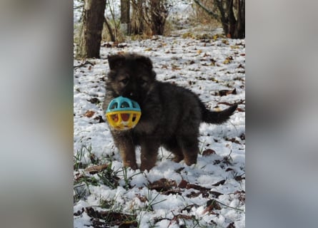Deutsche Schäferhund Welpen Langstockhaar m.P. gerader Rücken