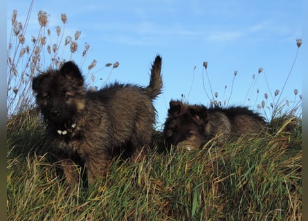 Deutsche Schäferhund Welpen Langstockhaar m.P. gerader Rücken