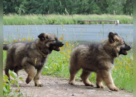 Deutsche Schäferhunde Langstockhaar m.P. gerader Rücken