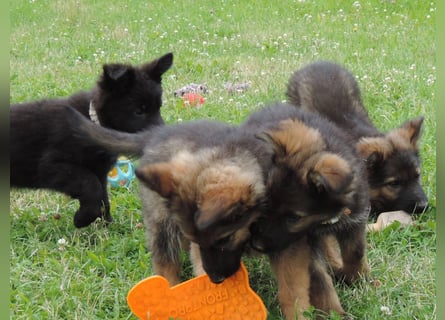 Deutsche Schäferhunde Langstockhaar m.P. gerader Rücken