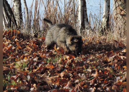 Deutsche Schäferhund Welpen Langstockhaar m.P. gerader Rücken