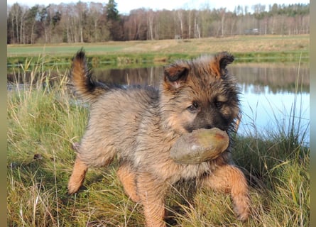 Deutsche Schäferhund Welpen Langstockhaar m.P. gerader Rücken
