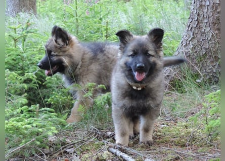 Deutsche Schäferhunde Langstockhaar m.P. gerader Rücken